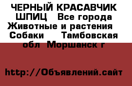 ЧЕРНЫЙ КРАСАВЧИК ШПИЦ - Все города Животные и растения » Собаки   . Тамбовская обл.,Моршанск г.